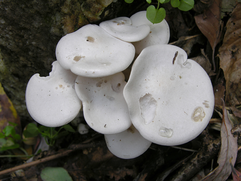 Un fosso......e una marea di funghi.(parte 3)